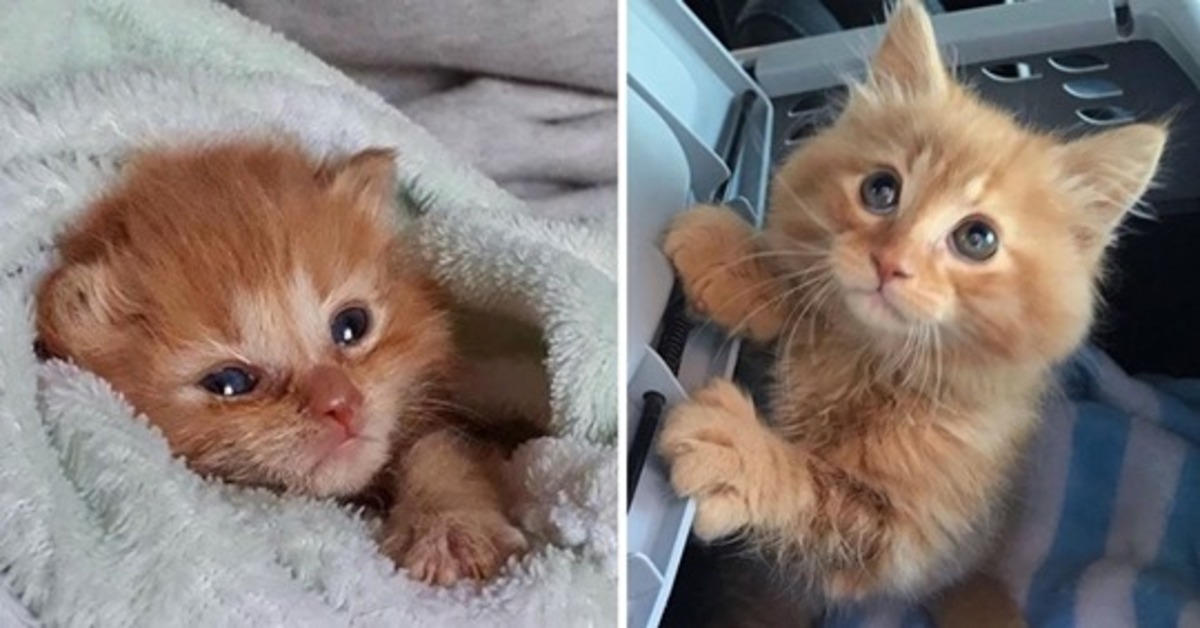 Baby Mars, il gattino che ha insistito per rimanere con chi lo aveva salvato (VIDEO)