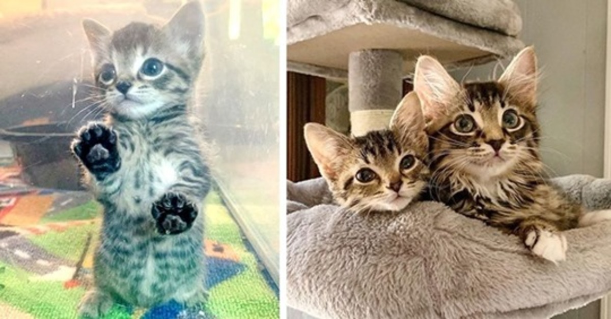 Barnes e Noble, i due gattini fratelli che si stanno godendo la loro seconda vita