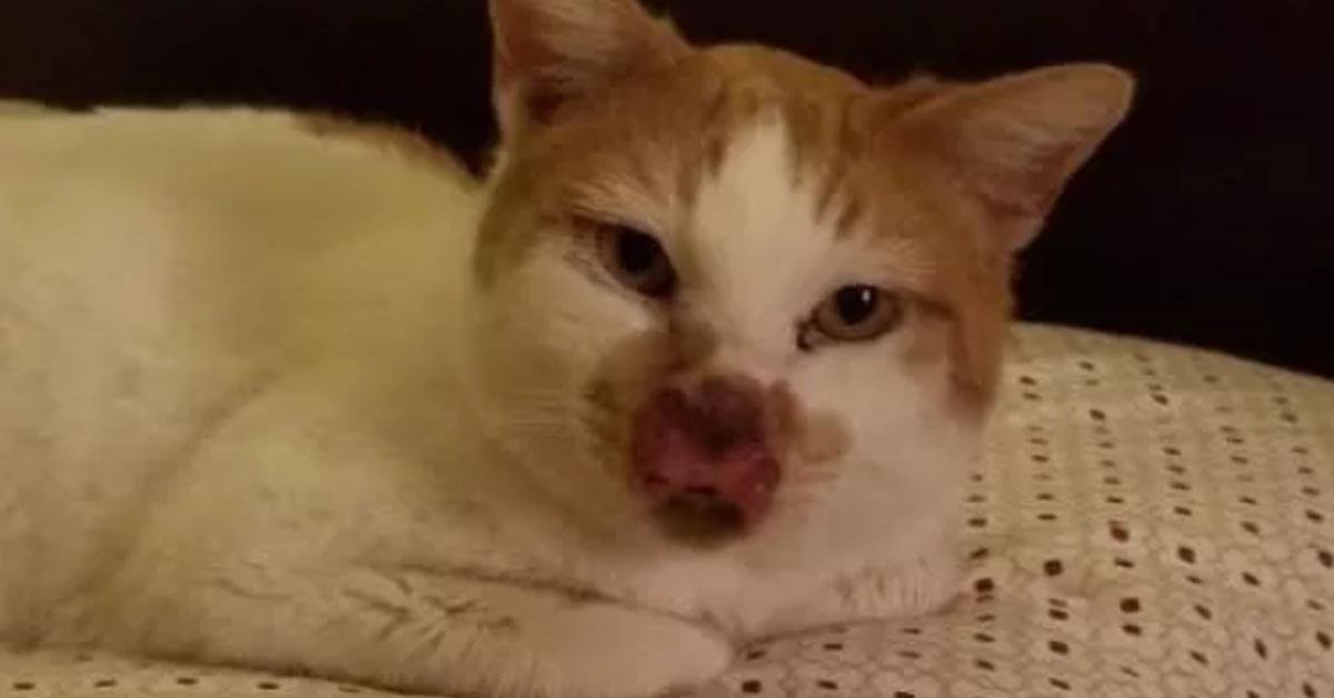 Gattino con un problema al naso