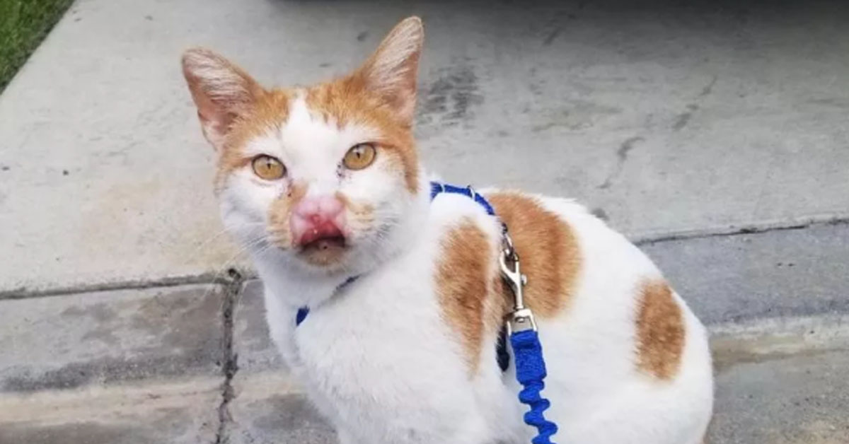 Gattino con un problema al naso