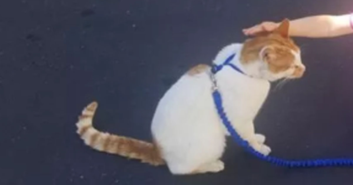 Gattino al guinzaglio