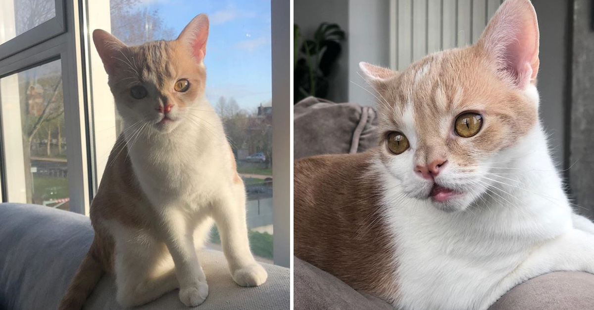 Chuck, il gattino nato con diversi disturbi che dopo la sofferenza ha conosciuto l’amore (video)