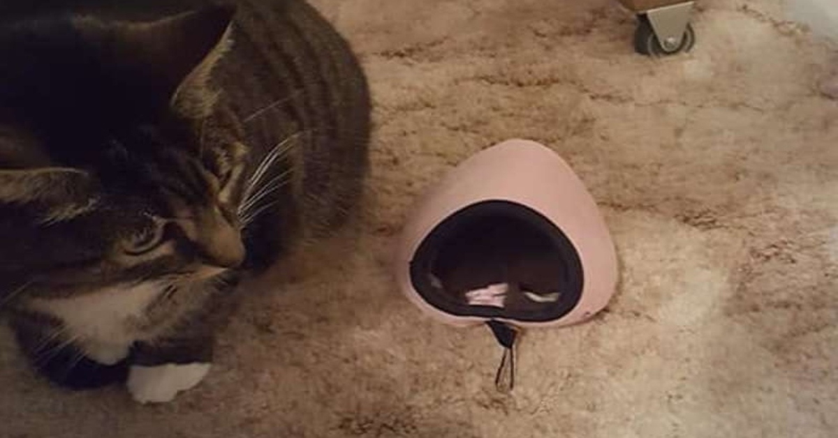 gattina sdraiata vicino a una cuccia