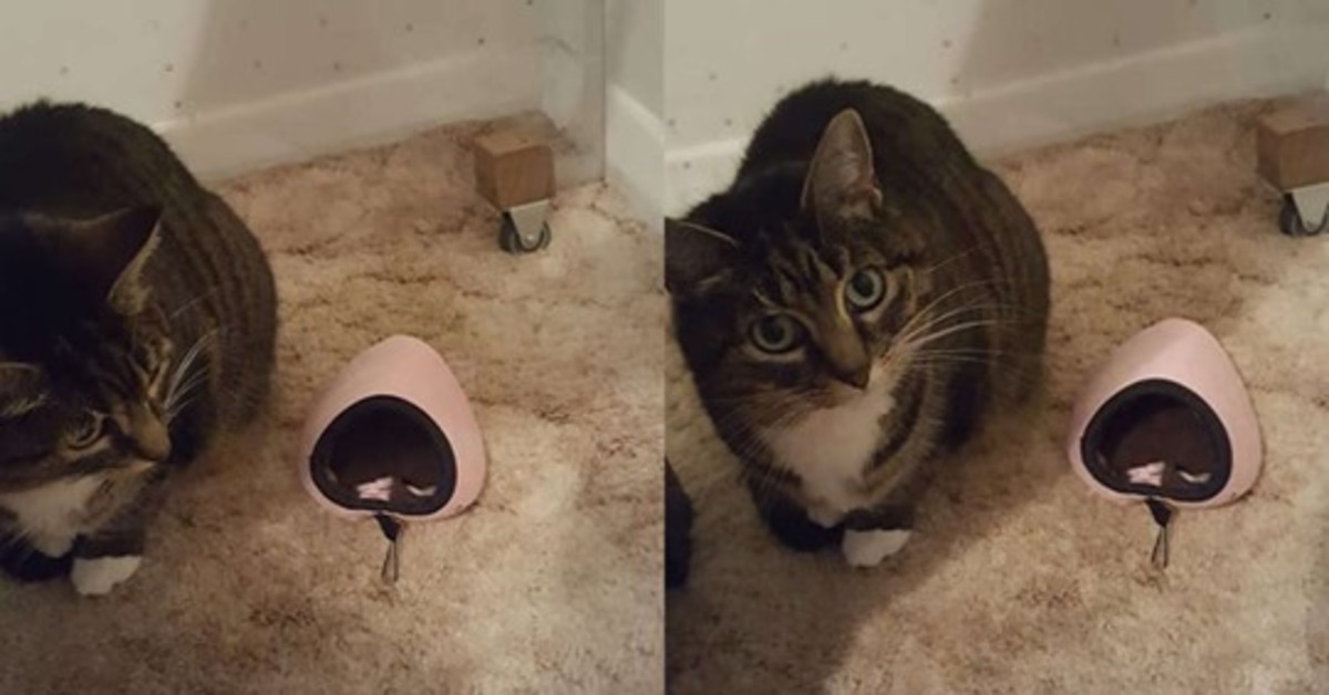 Cleo, la gattina che ha ricevuto in regalo una cuccia troppo piccola per lei