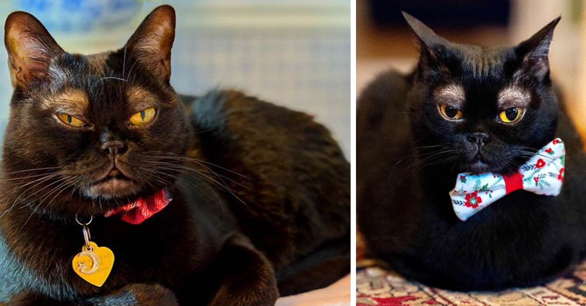 Cornelius, il gattino Bombay con le sopracciglia che fa impazzire i Social (video)