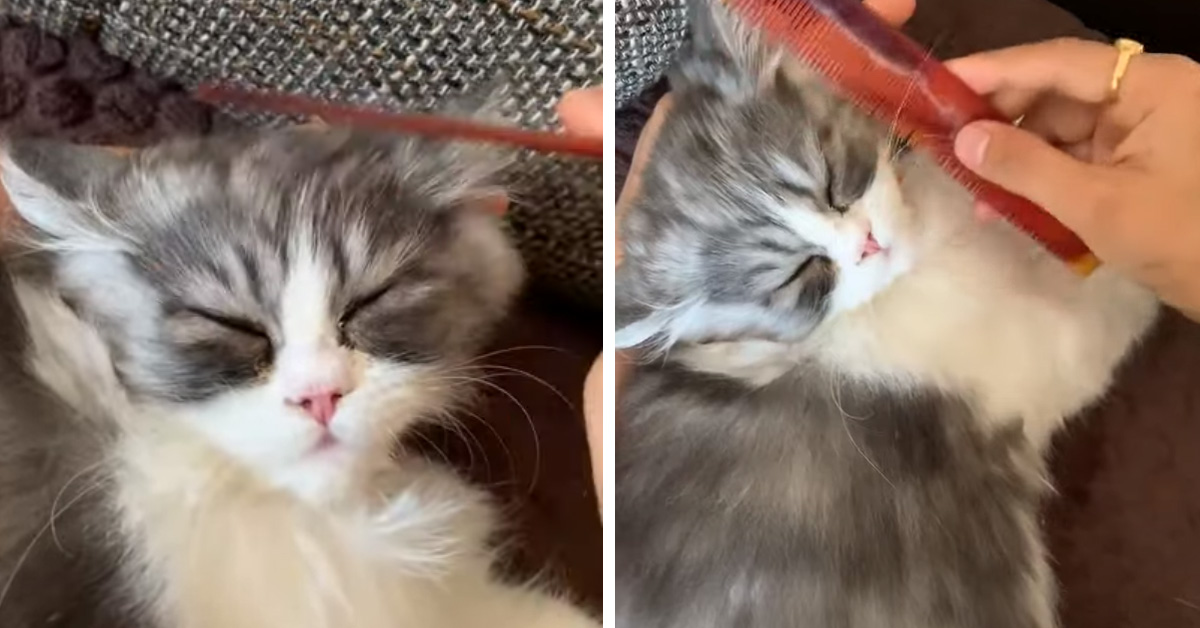 Dodo, il gattino che adora il pettine e la toelettatura (video)