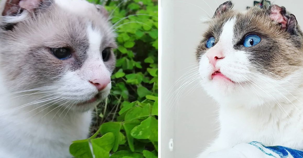 Dumbo, il gattino con il labbro leporino che dopo le sofferenze ha conosciuto l’amore (video)