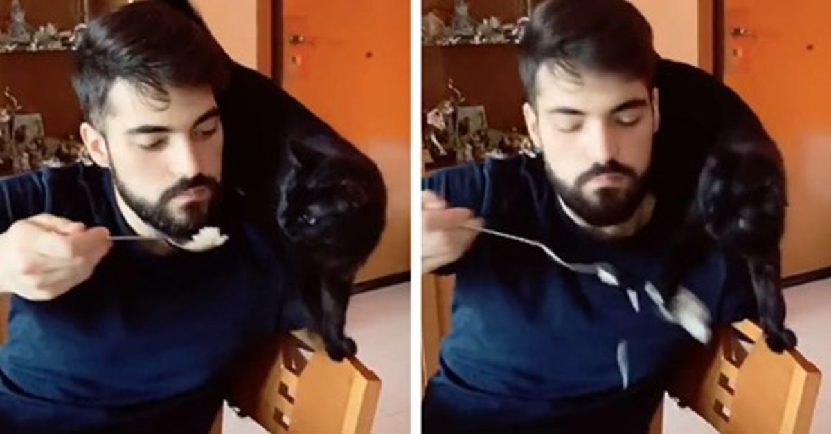 Eva, la gattina che ha messo a dieta il suo padrone (VIDEO)