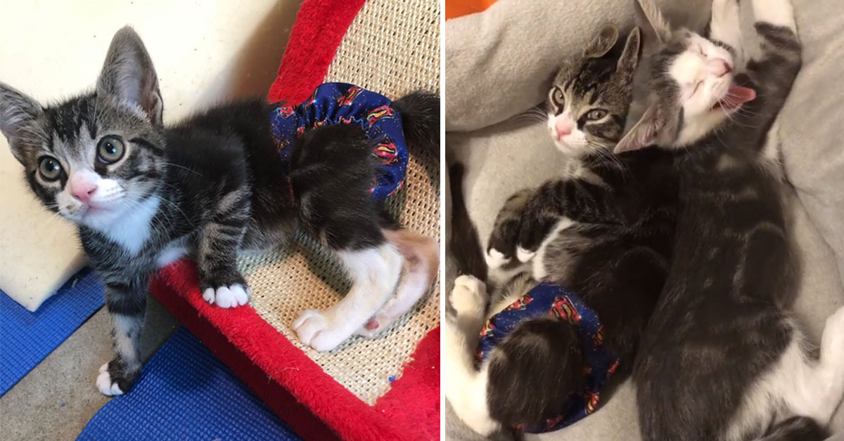 Fievel, il gattino sopravvissuto ad un destino crudele che ora vuole essere felice (video)