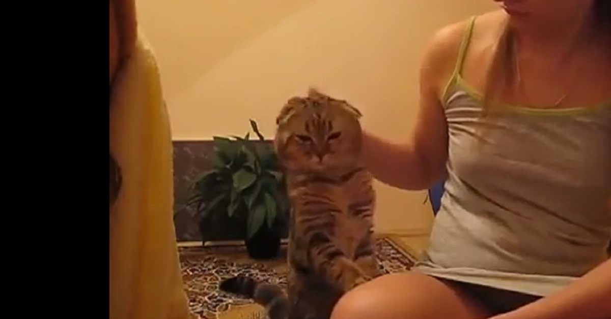 Gattino chiede le coccole alla sua padroncina (video)