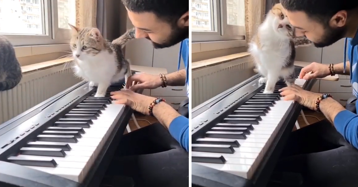 Gattino con tre zampe suona la tastiera con il proprietario e il web si emoziona (video)