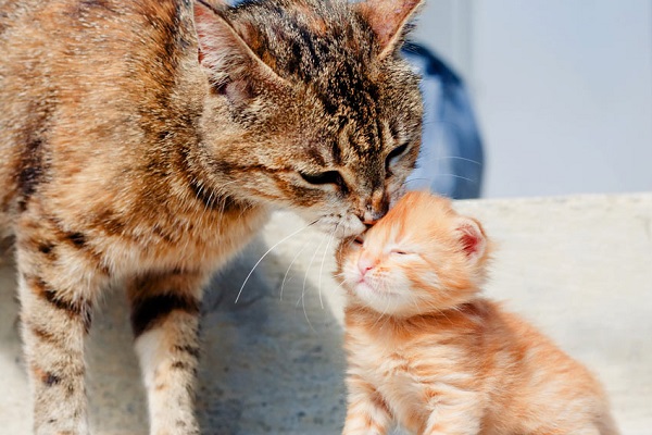 gatto e gattino