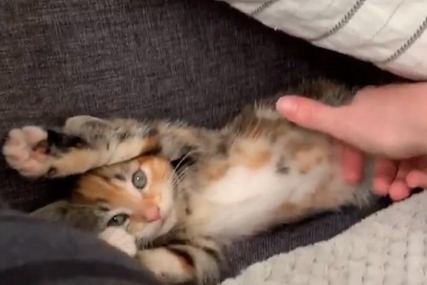 gattino relax video