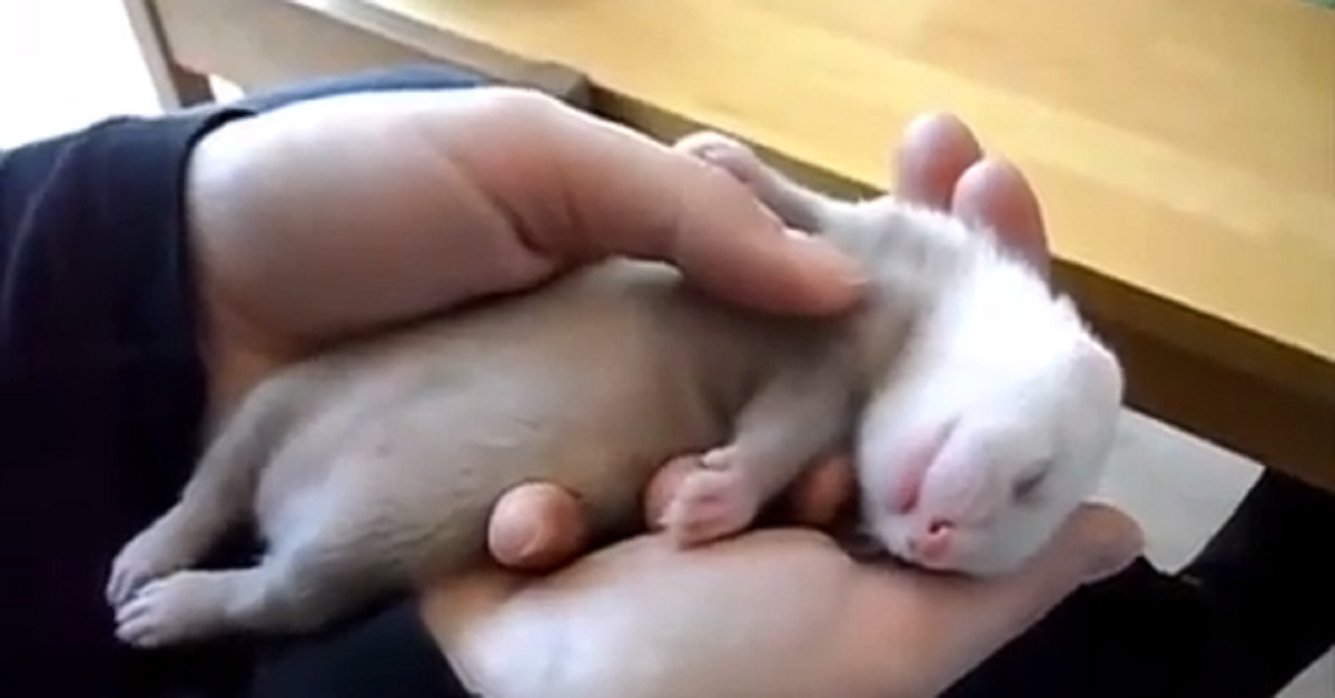 Gattino minuscolo dorme tra le mani del suo padroncino e conquista il web (video)