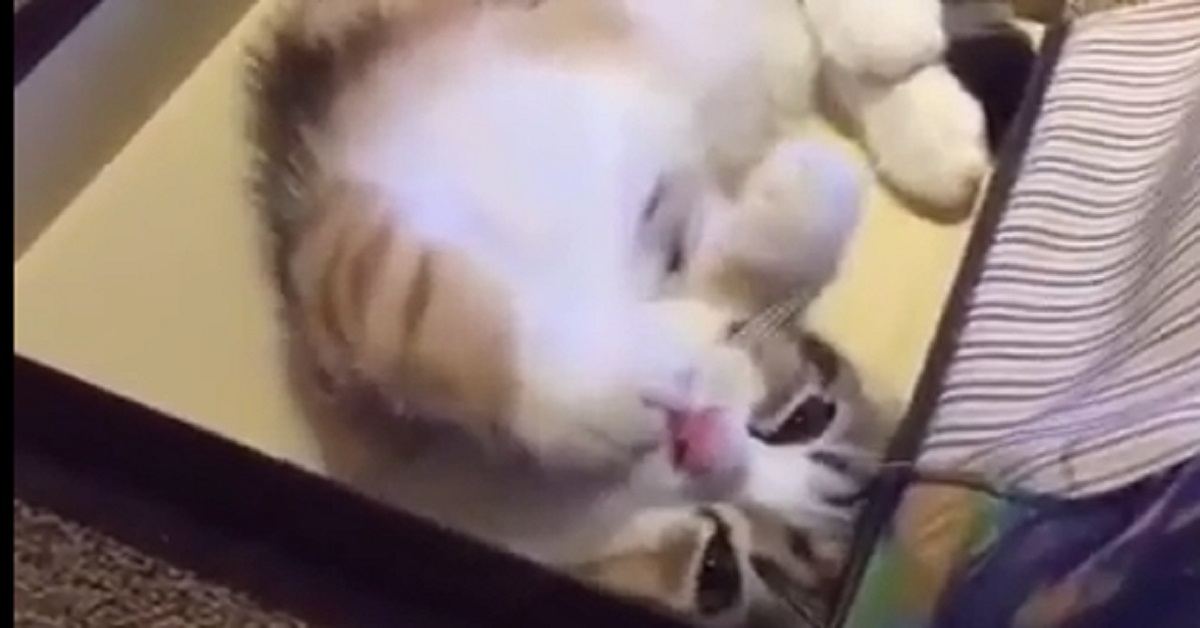 Gattino sceglie una scatola per fare il suo riposino (video)