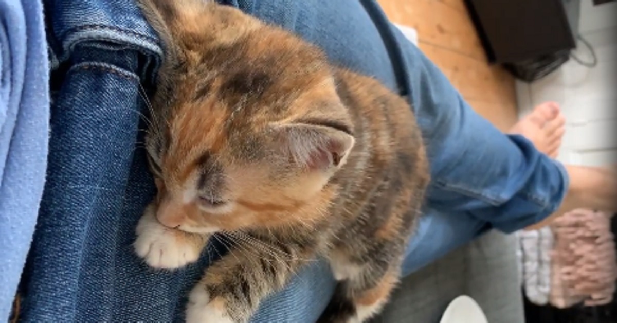 Gattino trema mentre ha un incubo (video)