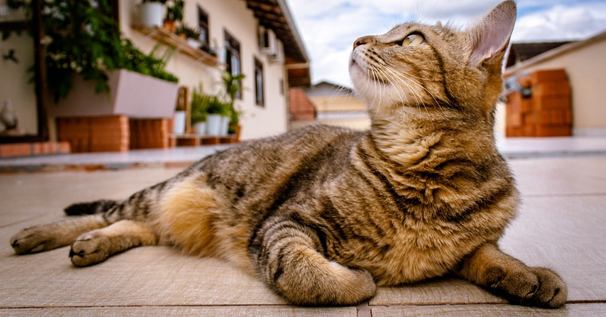 Gatto che osserva in alto