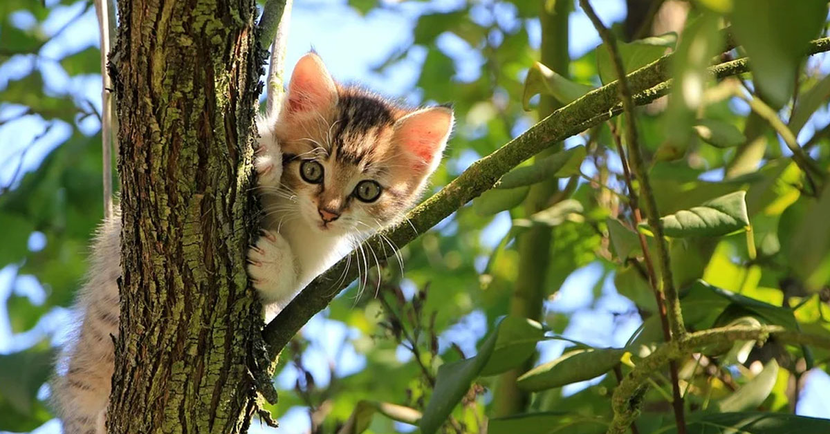 Gattino su un albero