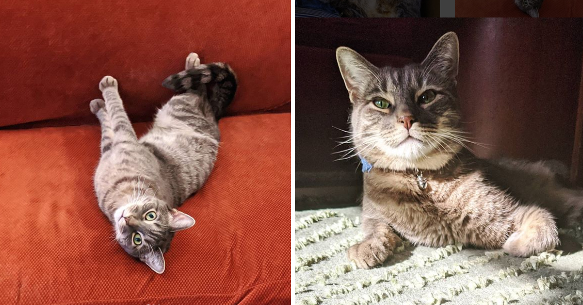 Hugo, il gattino con tre zampe che dopo le sofferenze ha conosciuto l’amore (video)