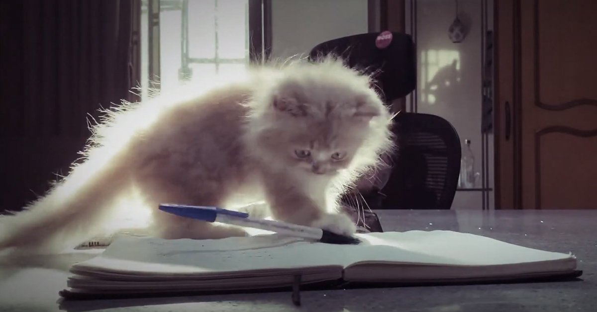 Il gattino Persiano che con taccuino e penna ha incantano il web (video)