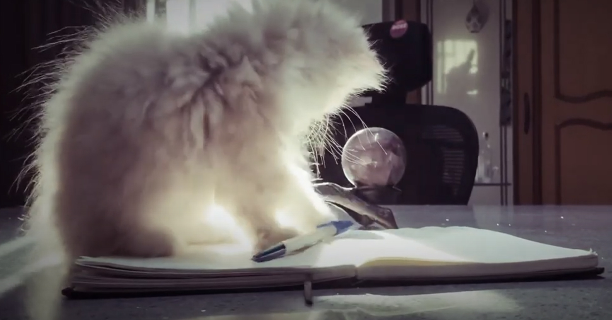 Gattino che gioca con una penna