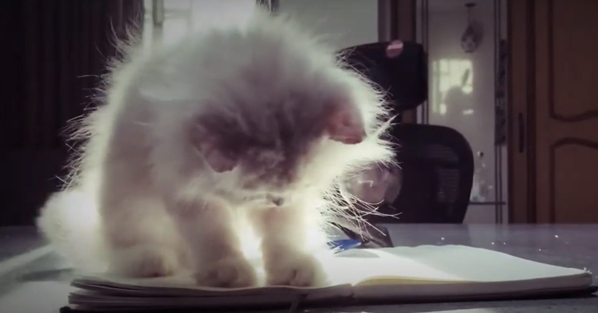 Gattino che gioca con una penna