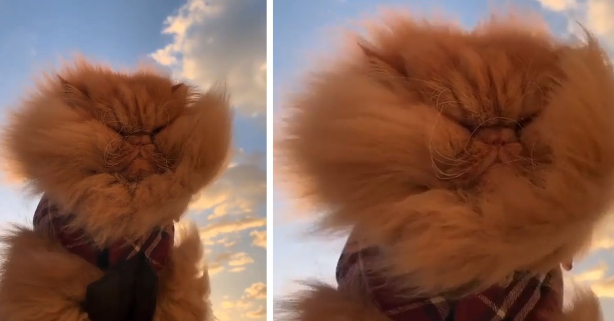 Il gattino Persiano spettinato dal vento che ha fatto il giro del web (video)