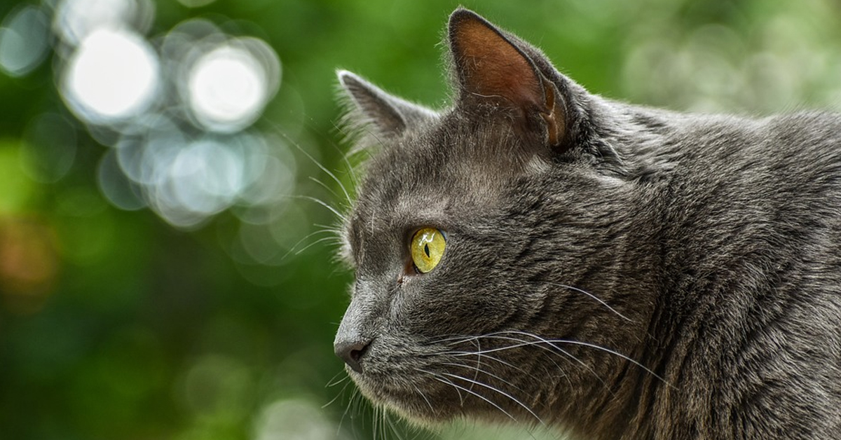 Gatto che osserva in lontananza