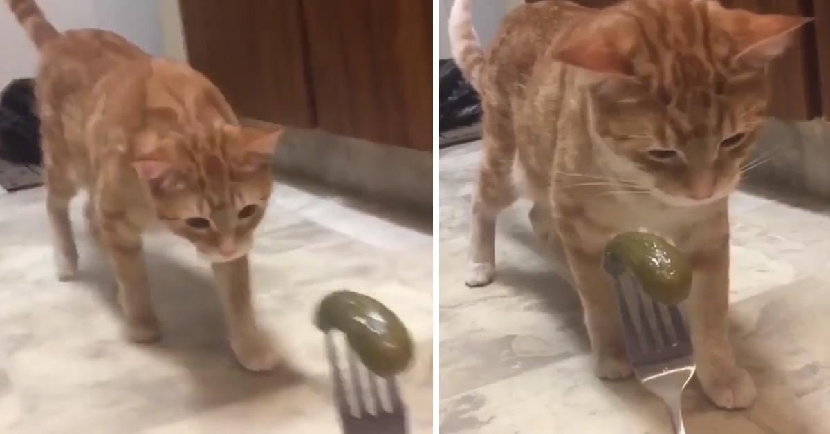 Il gattino annusa un cetriolino e la sua reazione diventa virale (video)