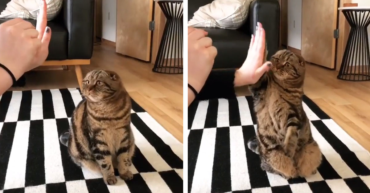 Il gattino batte il cinque alla proprietaria per ricevere un premio (video)