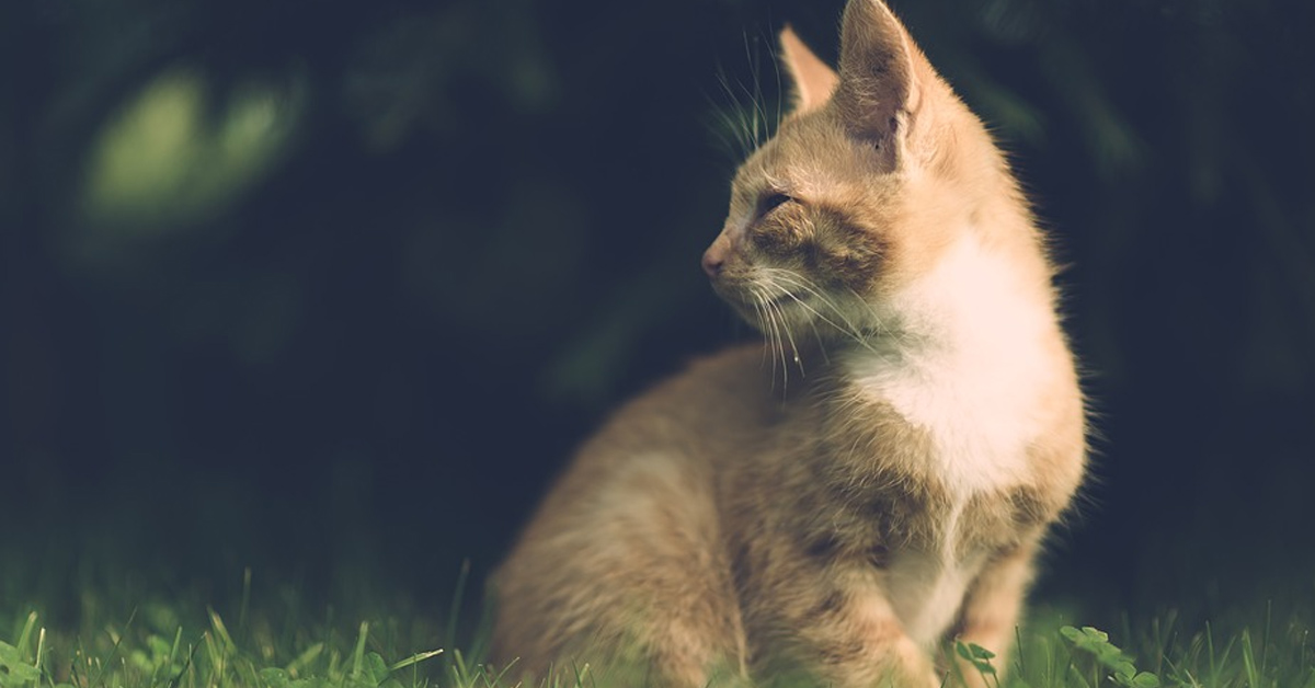 Gatto che osserva