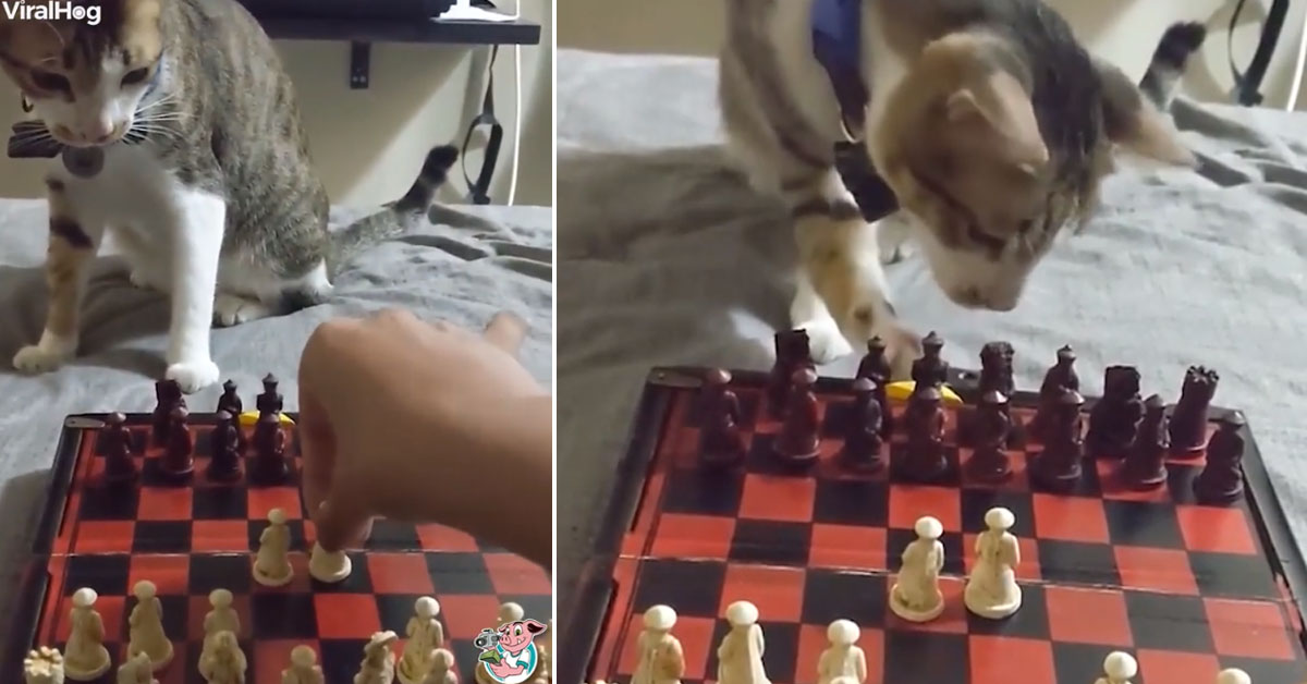 Il gattino gioca a scacchi e il video conquista il web