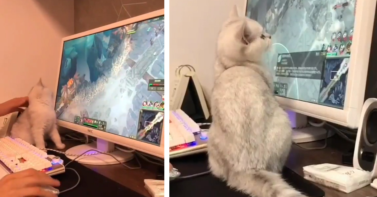 Il gattino gioca al computer con il proprietario e il video conquista il web