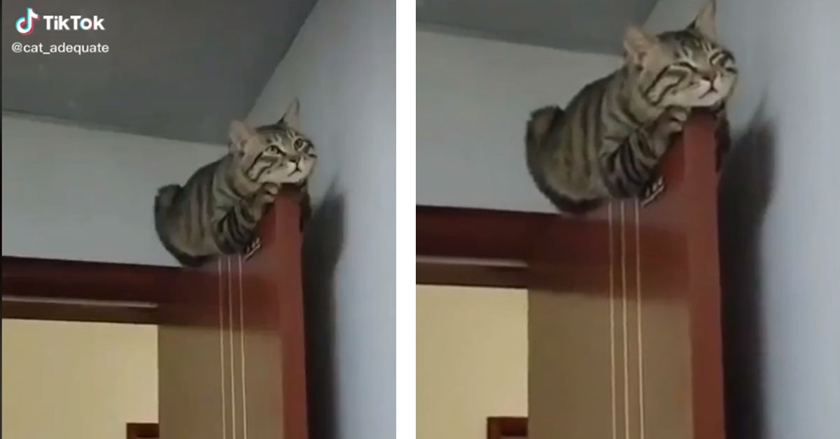 Il gattino ha trovato un posto molto “comodo” in cui dormire (video)