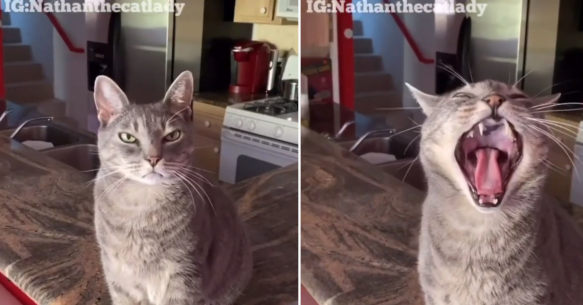 Il gattino “imita” Whitney Houston e il video fa impazzire il web