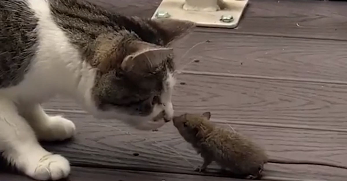 Il gattino incontra un topolino e la sua reazione intenerisce il web (video)
