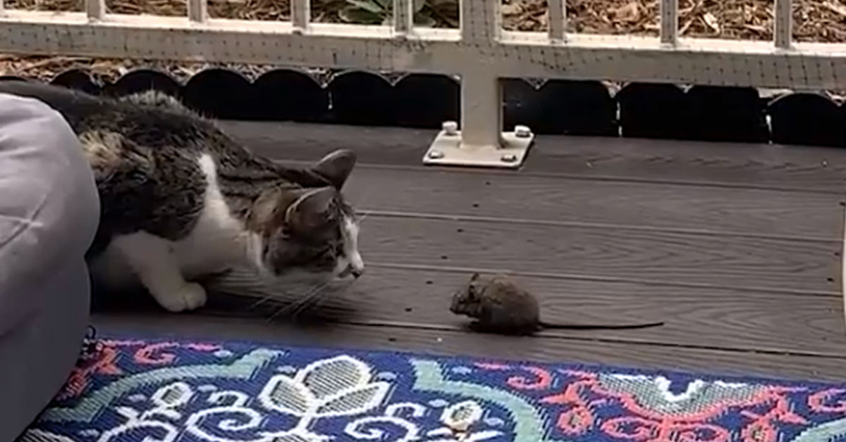 Gatto con un topo