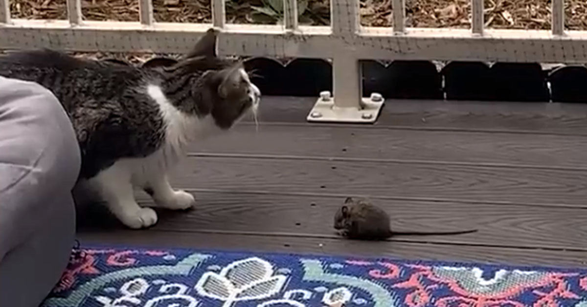 Gatto con un topo