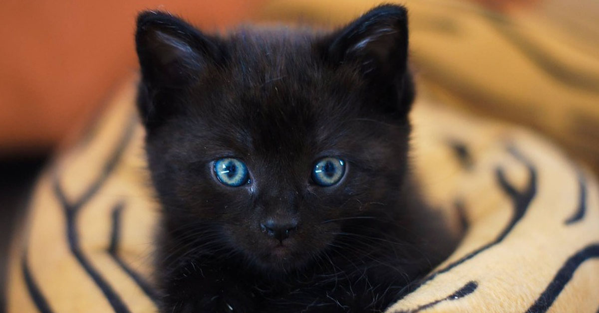 Gattino nero che osserva