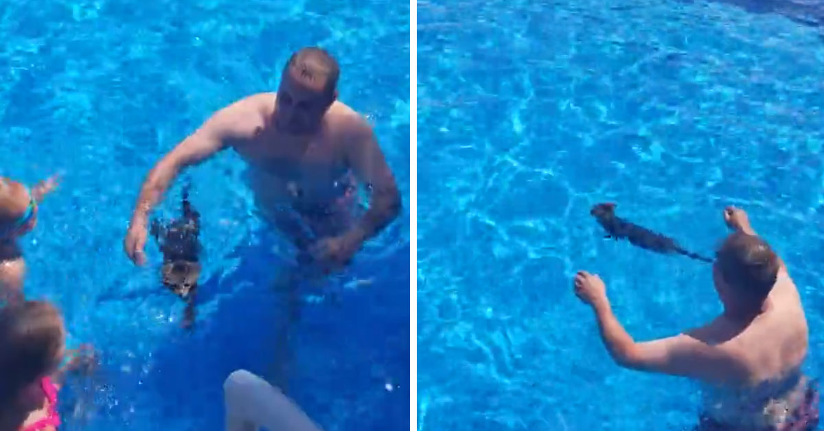 Il gattino nuota in piscina con nonchalance e il video diventa virale