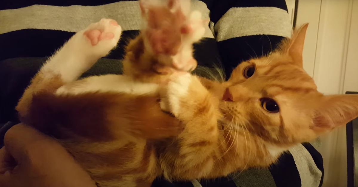 Il gattino orfano che usa la coda come un ciuccio per confortarsi (video)