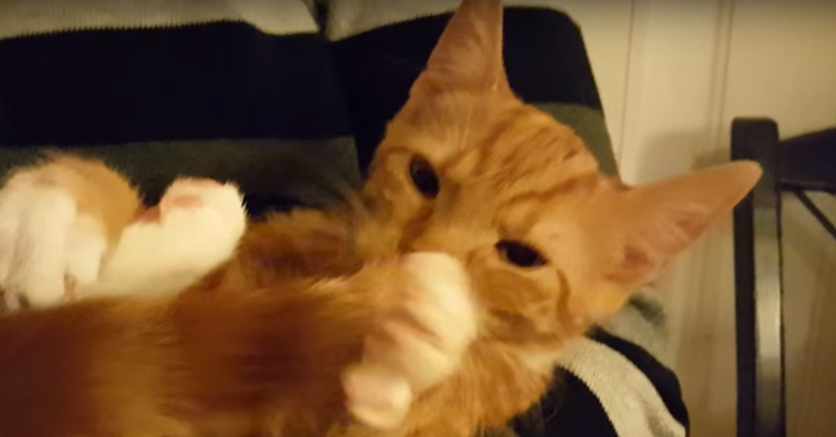 Gattino con la coda in bocca