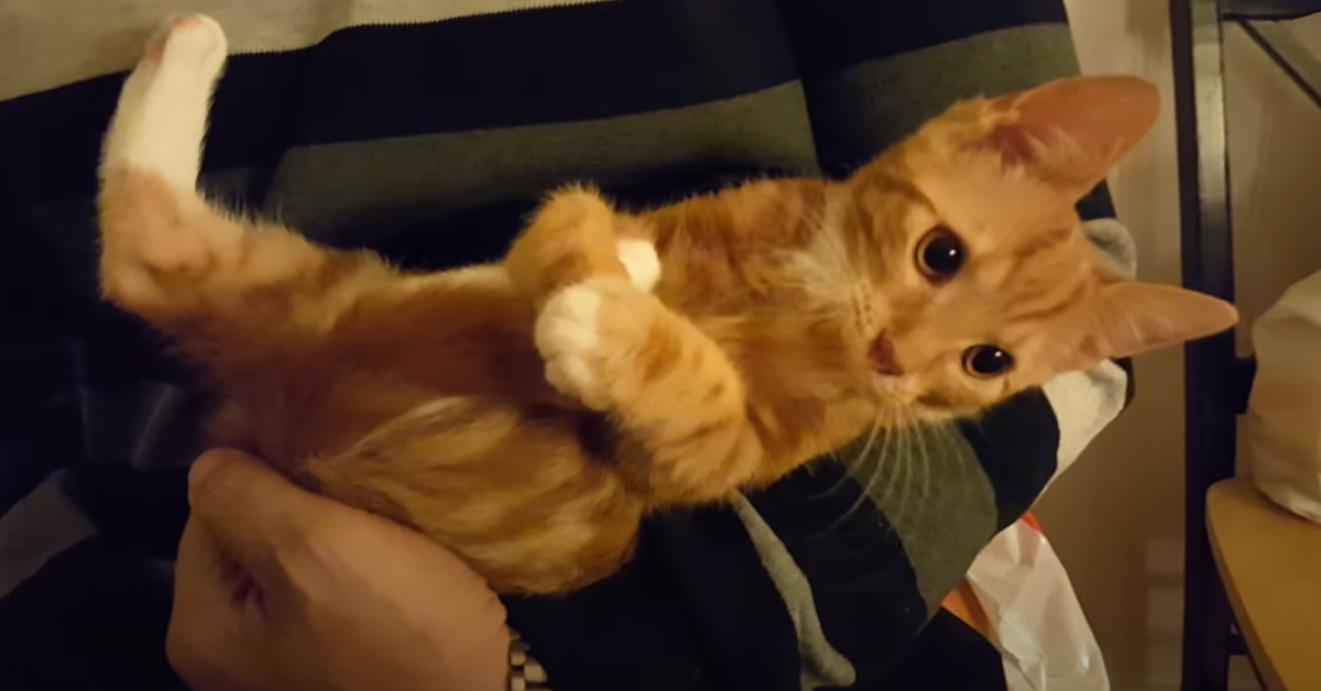Gattino con la coda in bocca