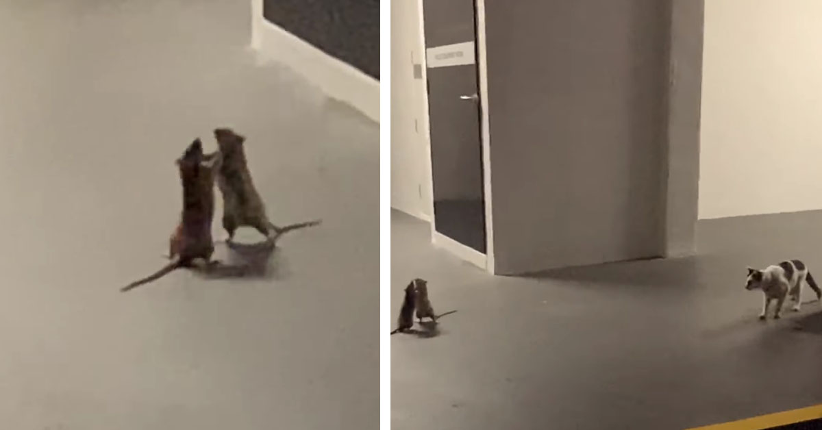 Il gattino osserva due topolini che fanno a pugni (video)