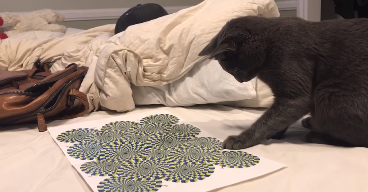 Il gattino osserva l’illusione ottica e la sua reazione diventa virale (video)