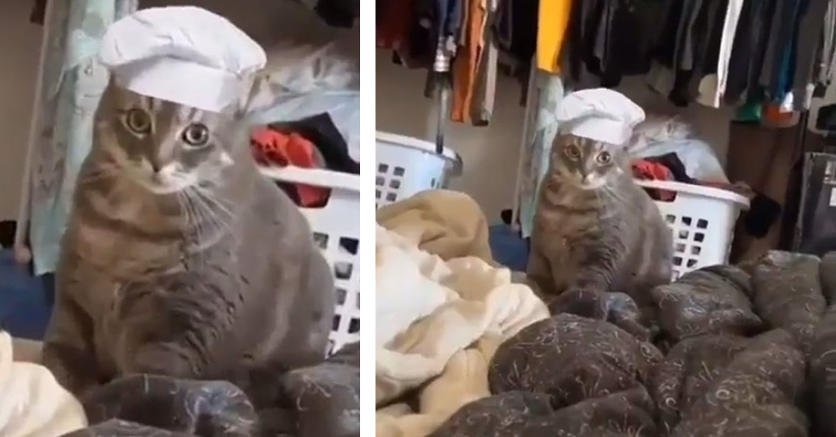 Il gattino panettiere che fa impazzire Instagram (video)