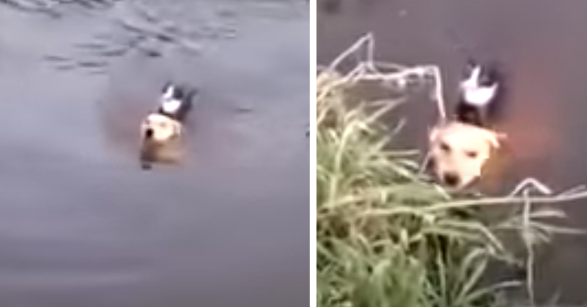 Il gattino rischia di annegare, ma per fortuna il suo eroe a 4 zampe interviene (video)