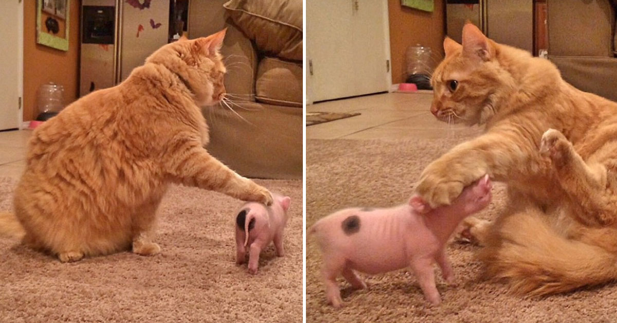 Il gattino “schiaffeggia” un maialino e lui si finge morto (video)