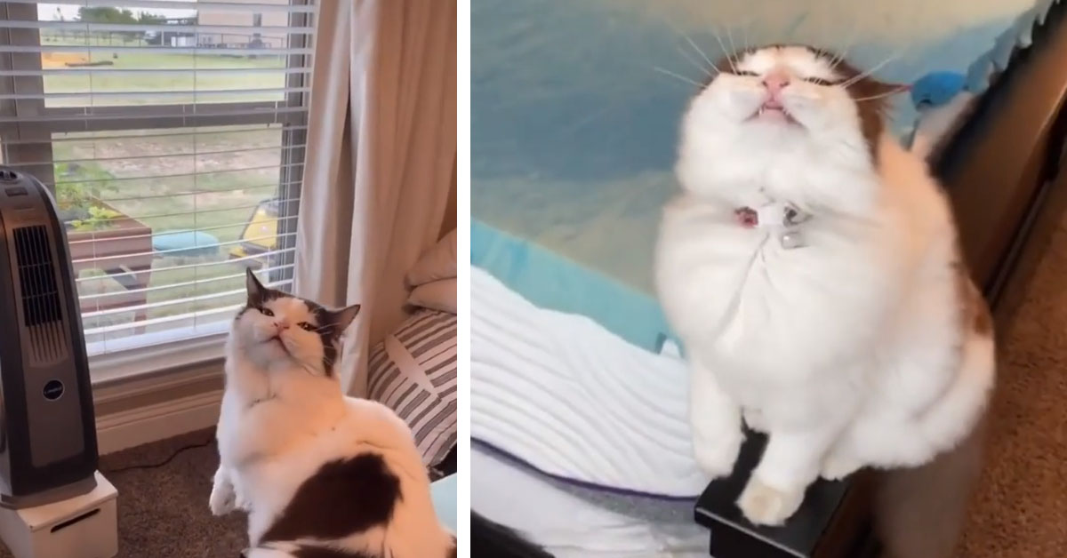 Il gattino scopre l’aria condizionata e la sua reazione diventa virale (video)