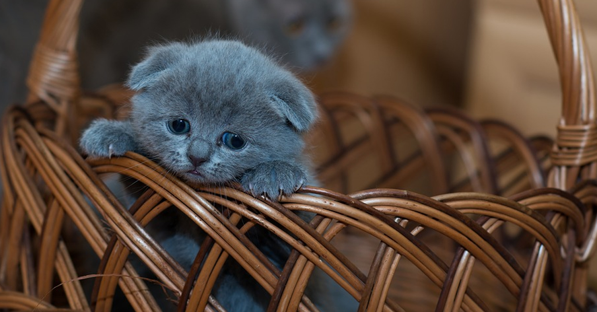 Gattino in una cesta